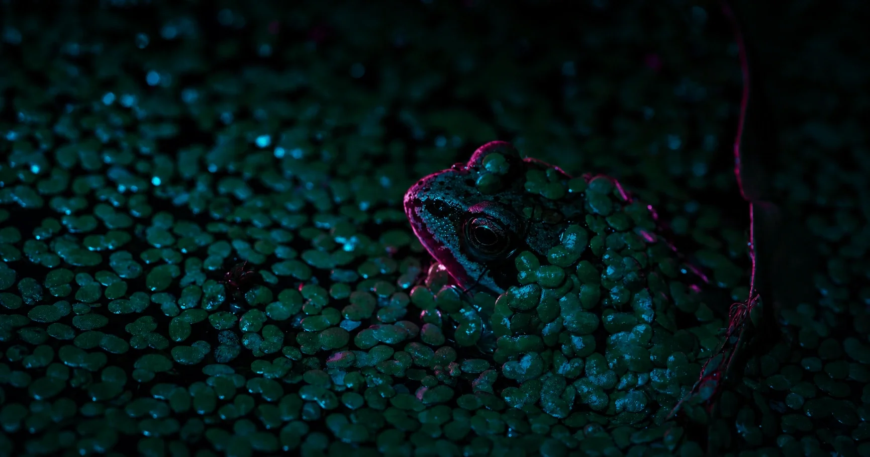 Hiding In Plain Sight